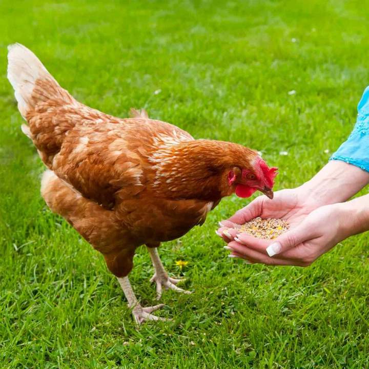 Nourriture pour poules pondeuses Gatineau