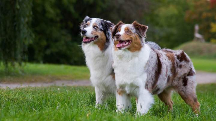Nourriture pour chiens Gatineau